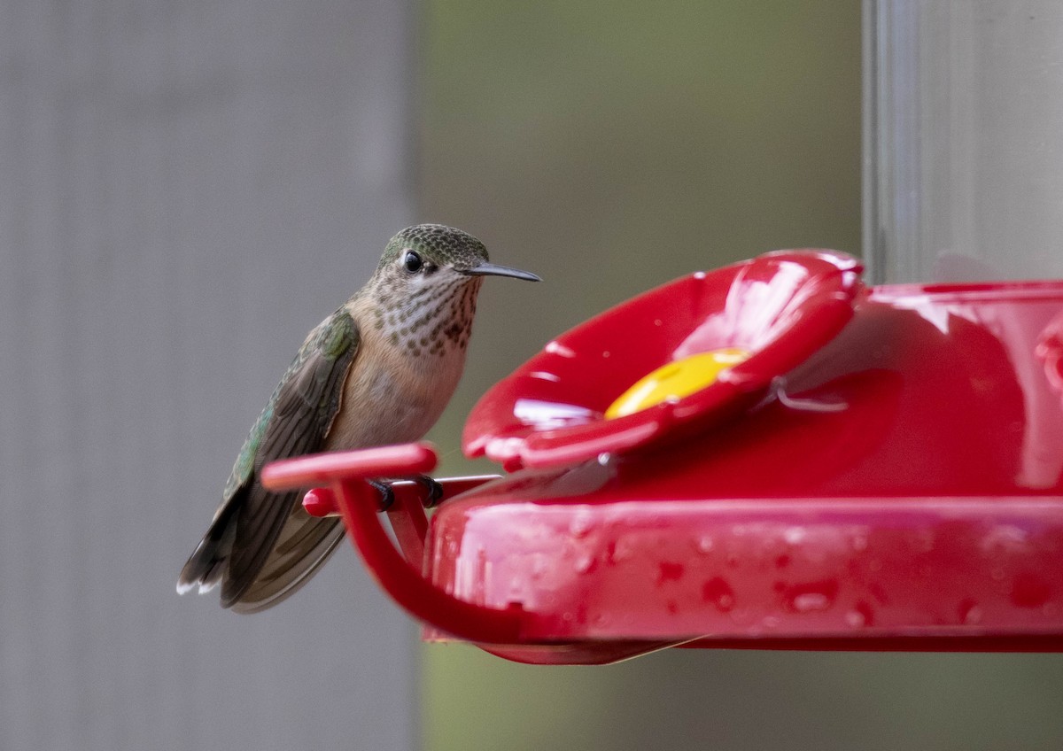 Broad-tailed Hummingbird - ML625251999