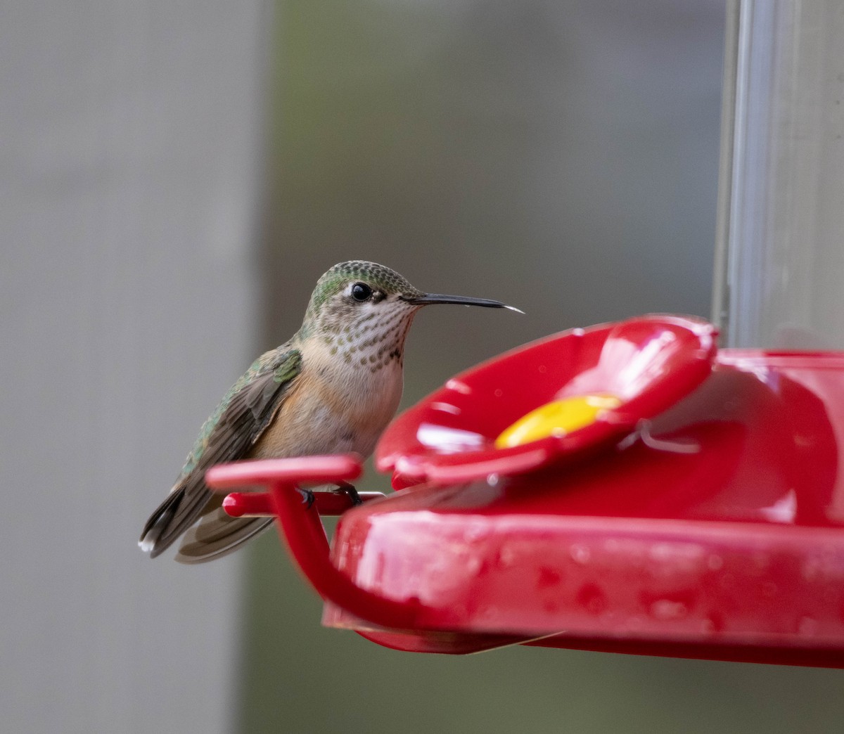 Broad-tailed Hummingbird - ML625252002