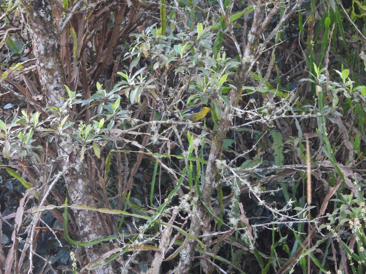 Yellow-breasted Brushfinch - ML625252003