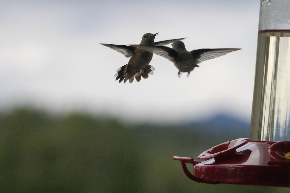 Broad-tailed Hummingbird - ML625252006