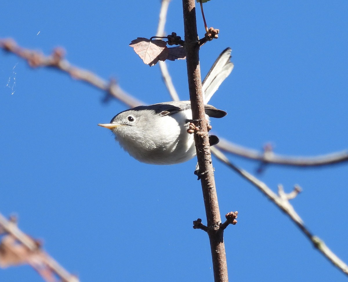 Blue-gray Gnatcatcher - ML625252088