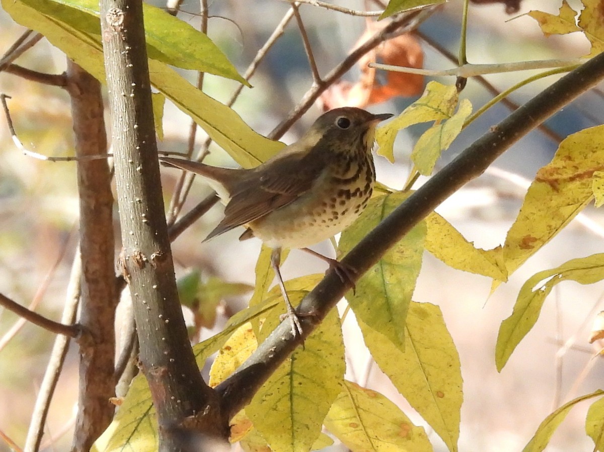 Hermit Thrush - ML625252101