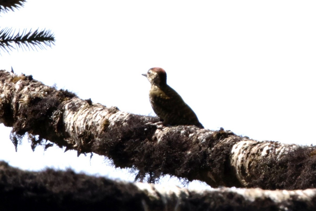 White-spotted Woodpecker - ML625252107