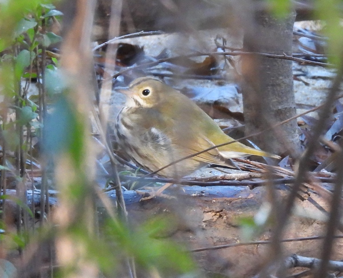 Ovenbird - ML625252111