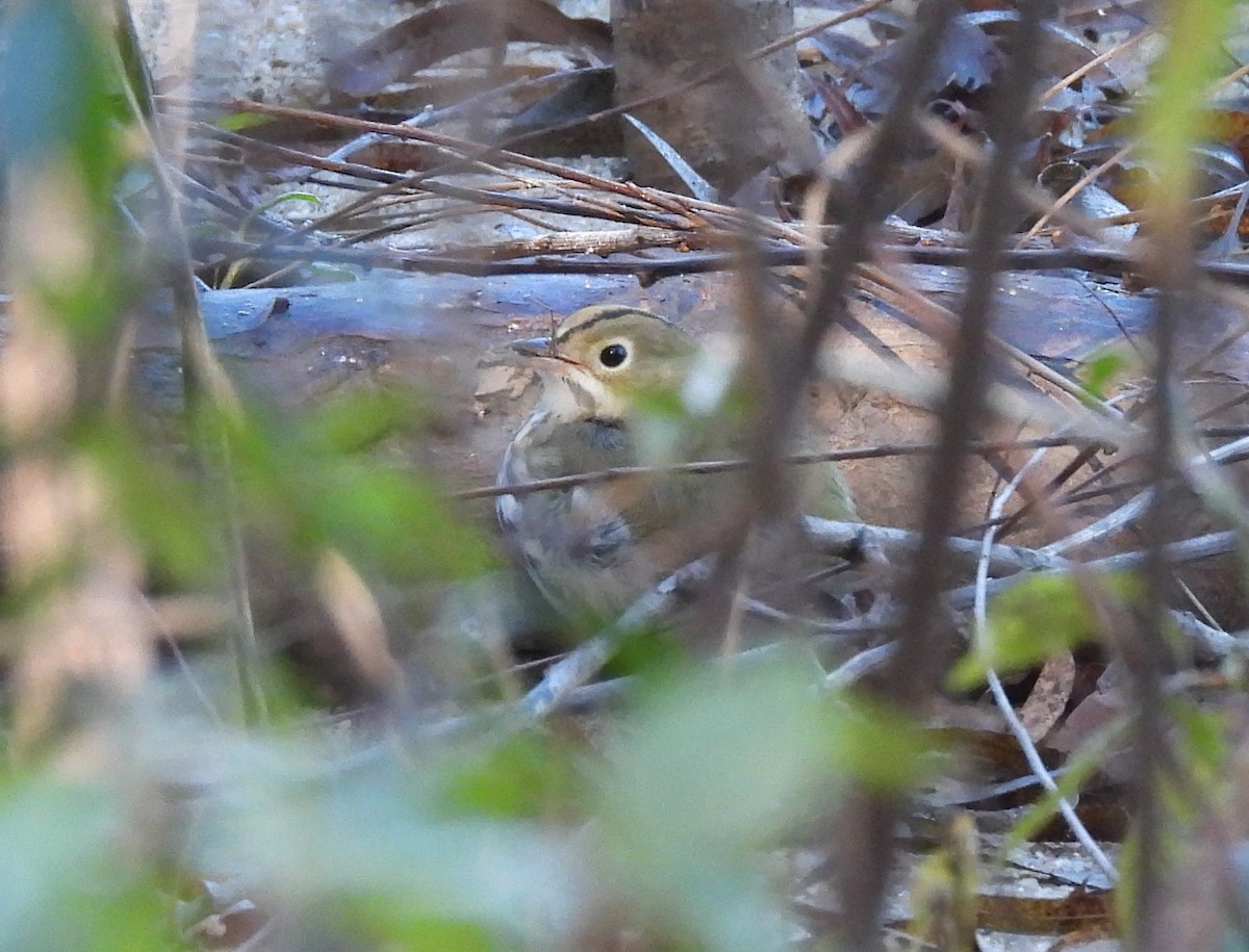 Ovenbird - ML625252112