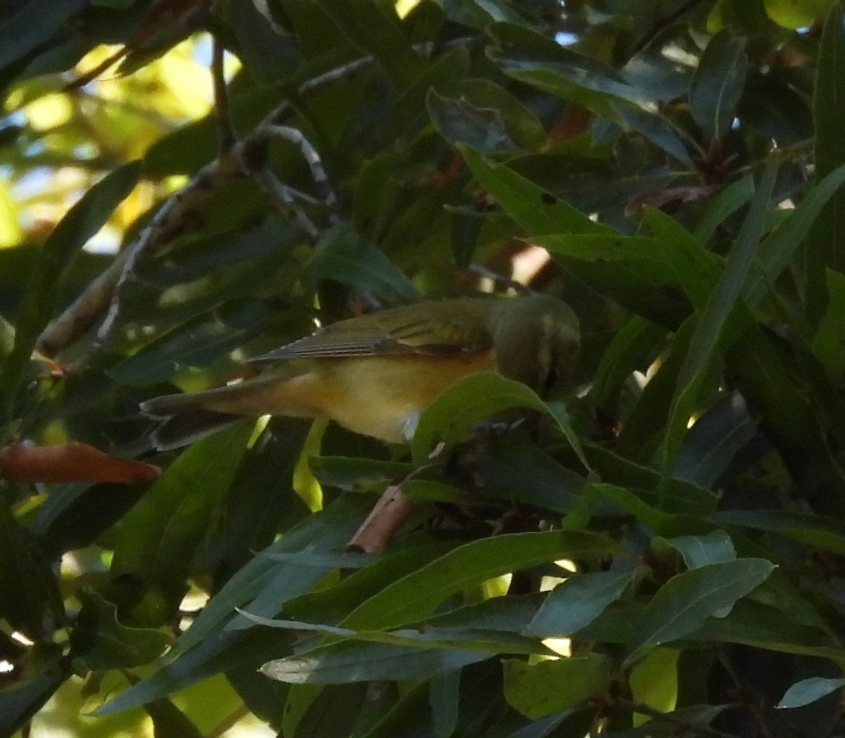 Tennessee Warbler - ML625252143