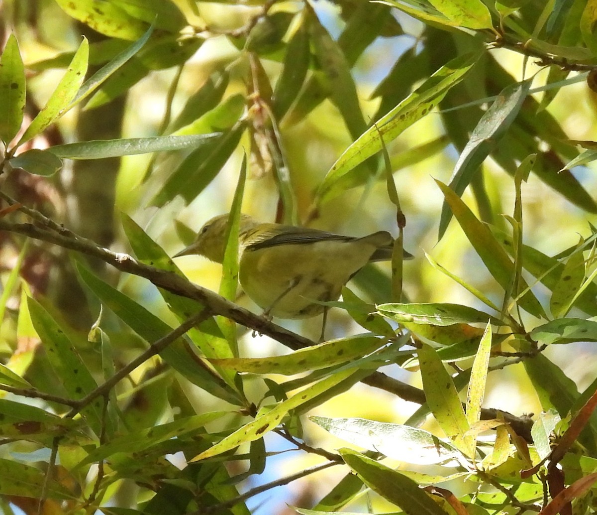 Tennessee Warbler - ML625252144