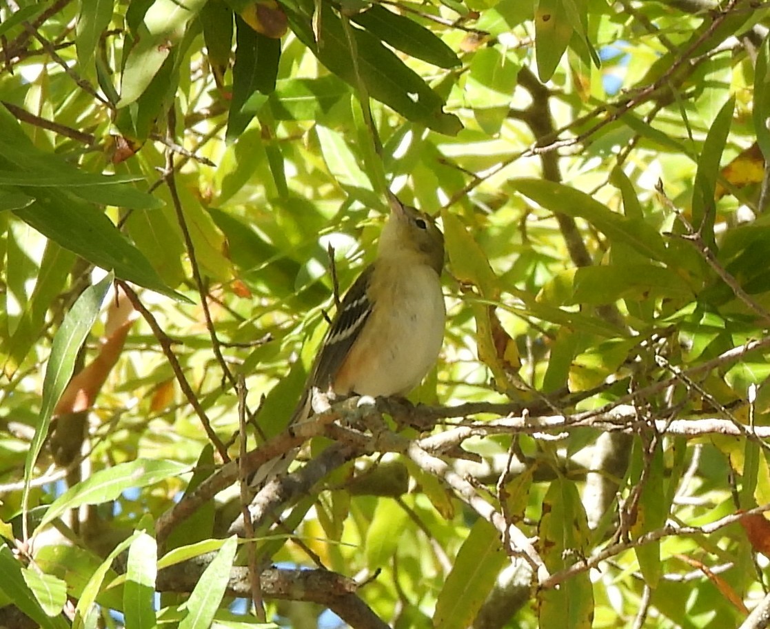 Bay-breasted Warbler - ML625252158