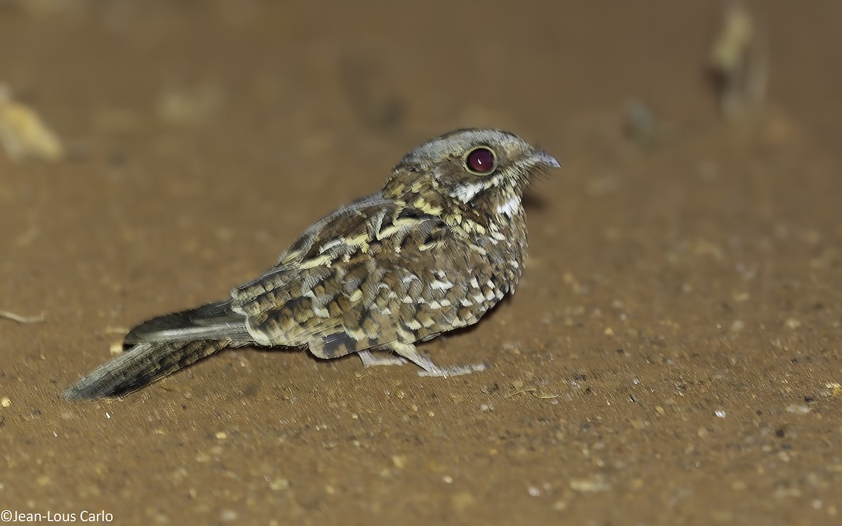 Donaldson Smith's Nightjar - ML625252175