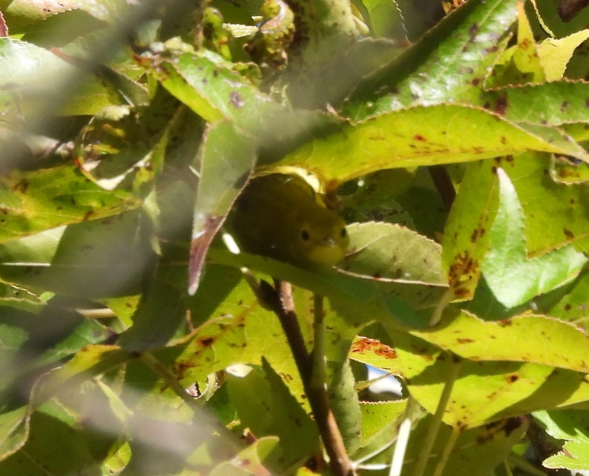 Yellow Warbler - ML625252183