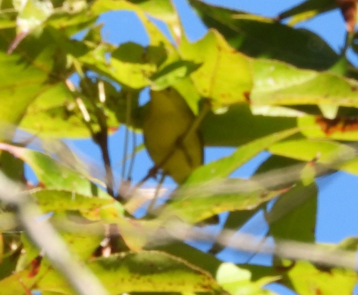 Yellow Warbler - ML625252186