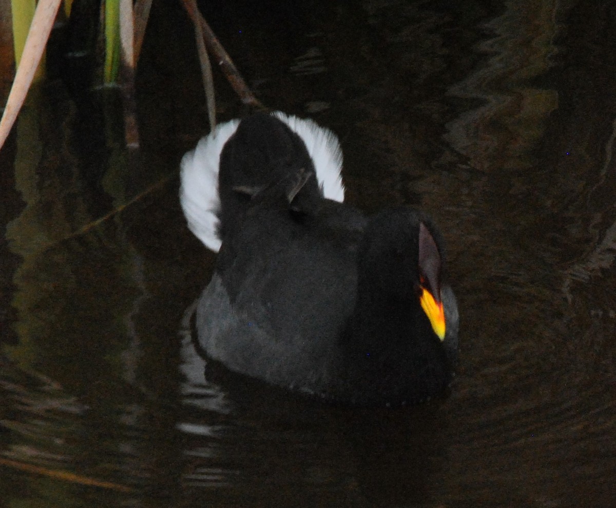 Red-fronted Coot - ML625252389