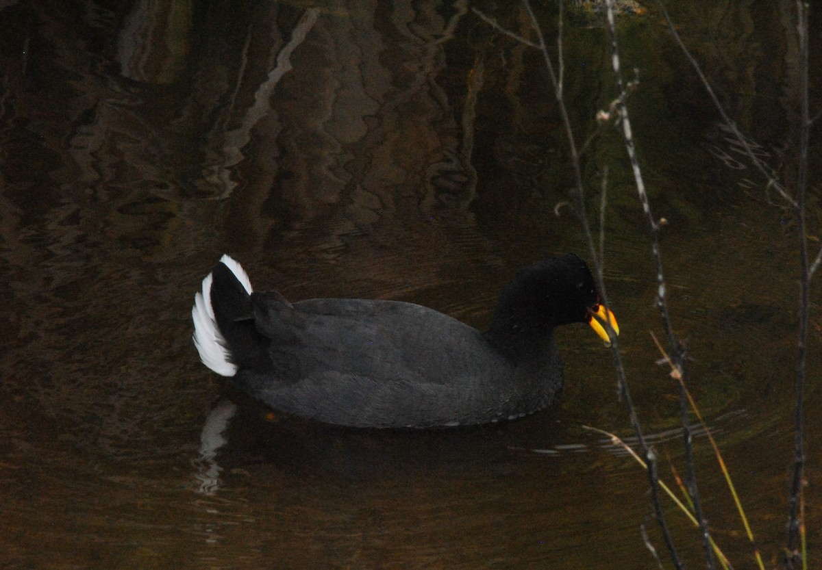 Red-fronted Coot - ML625252390