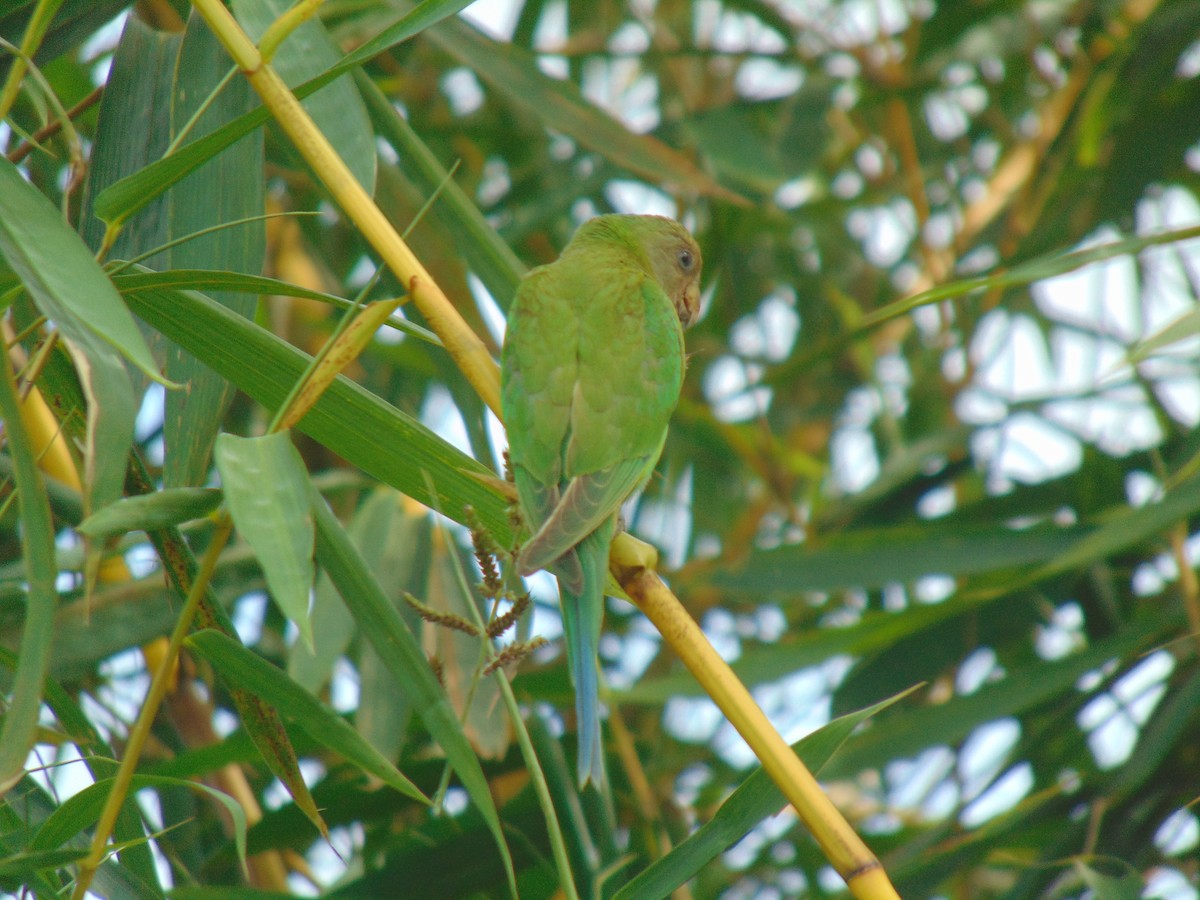 Plum-headed Parakeet - Sarath Chandran P