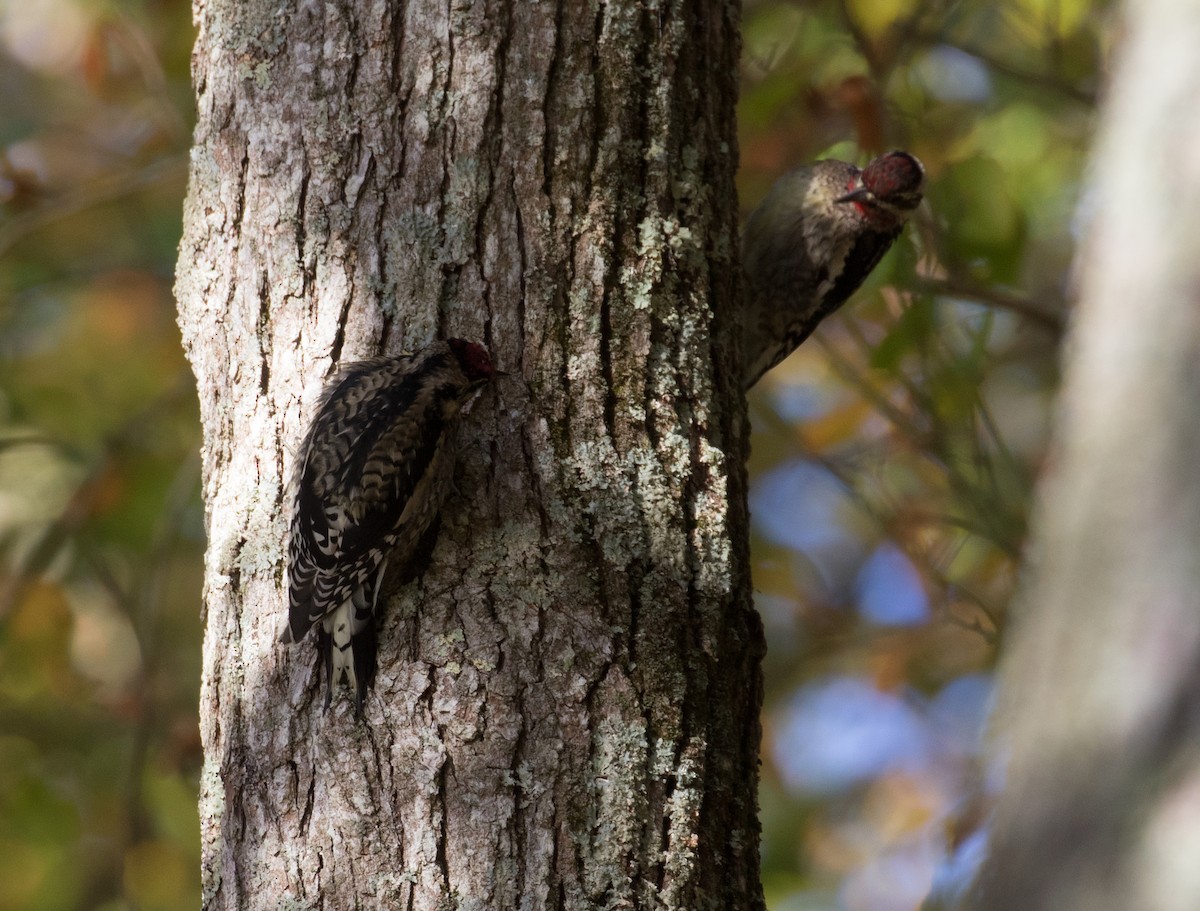 Yellow-bellied Sapsucker - ML625252593