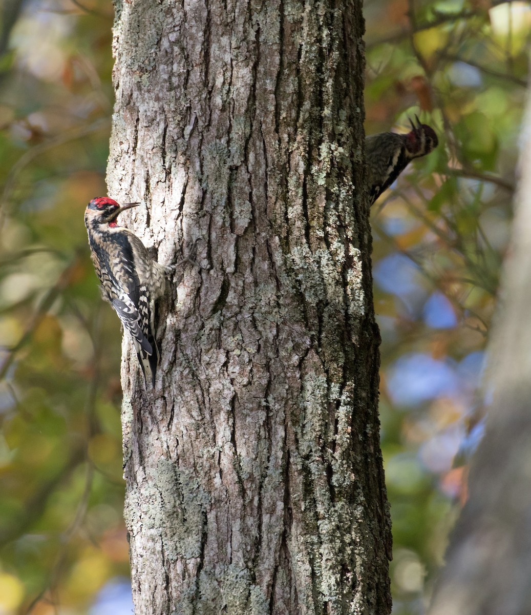 Yellow-bellied Sapsucker - ML625252594