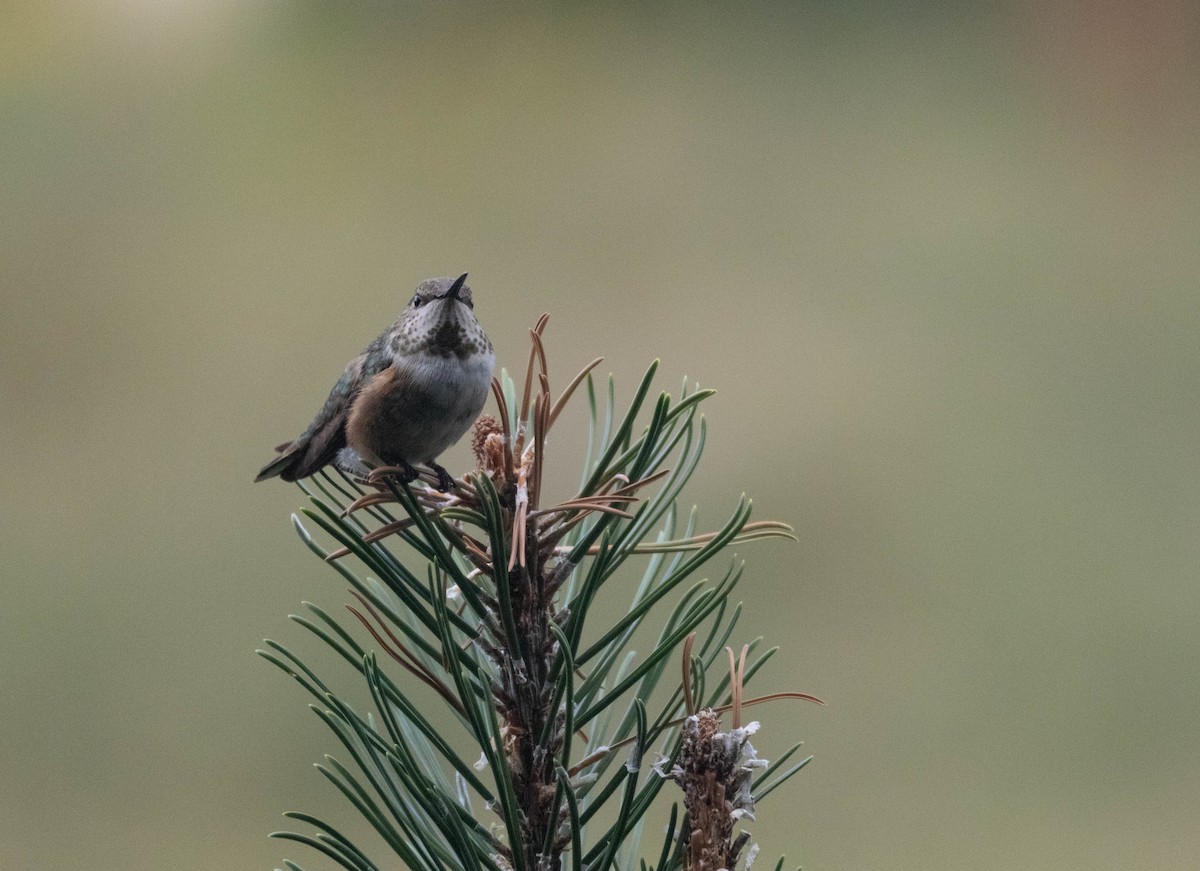 Broad-tailed Hummingbird - ML625252610