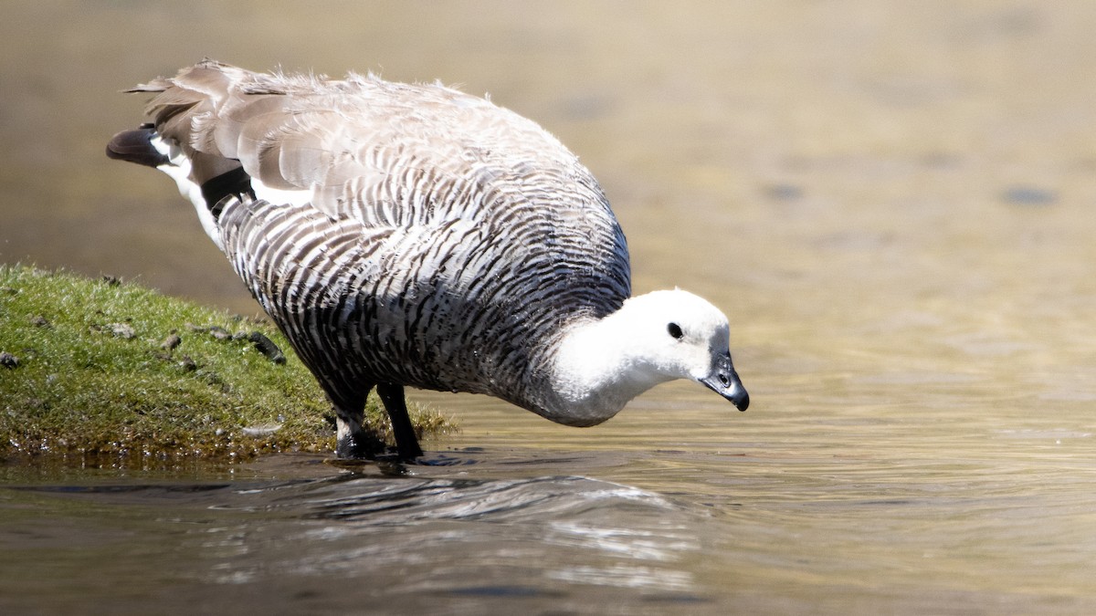 Upland Goose - ML625252619