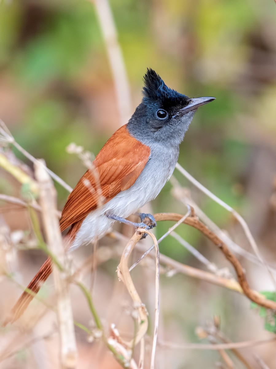 Indian Paradise-Flycatcher - ML625252648