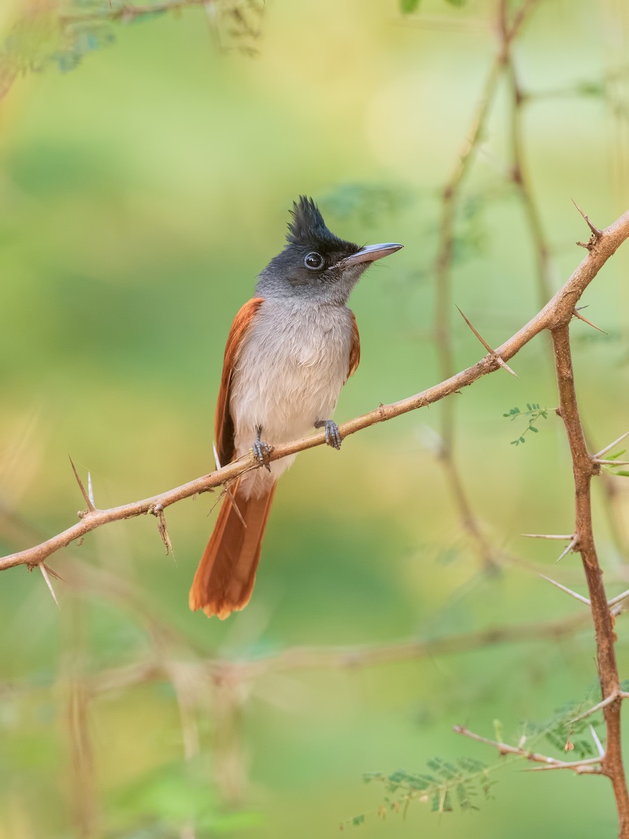 Indian Paradise-Flycatcher - ML625252649