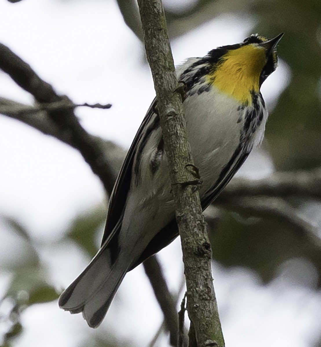 Yellow-throated Warbler (dominica/stoddardi) - ML625252679