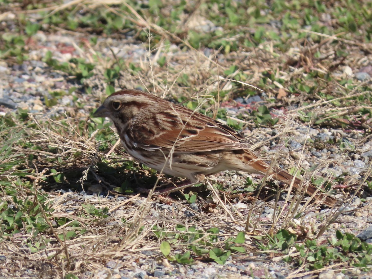 Song Sparrow - ML625252686