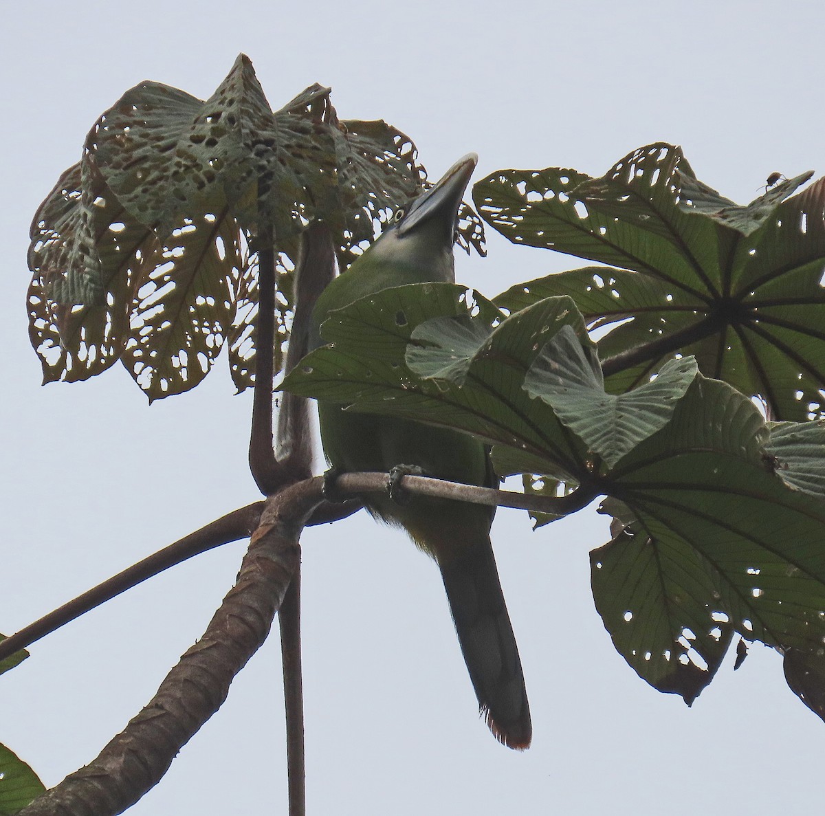 Blue-banded Toucanet - Mark Amershek