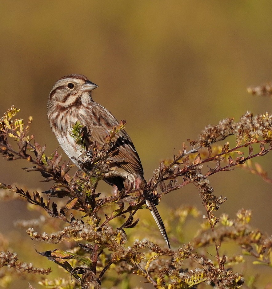 Song Sparrow - ML625252716