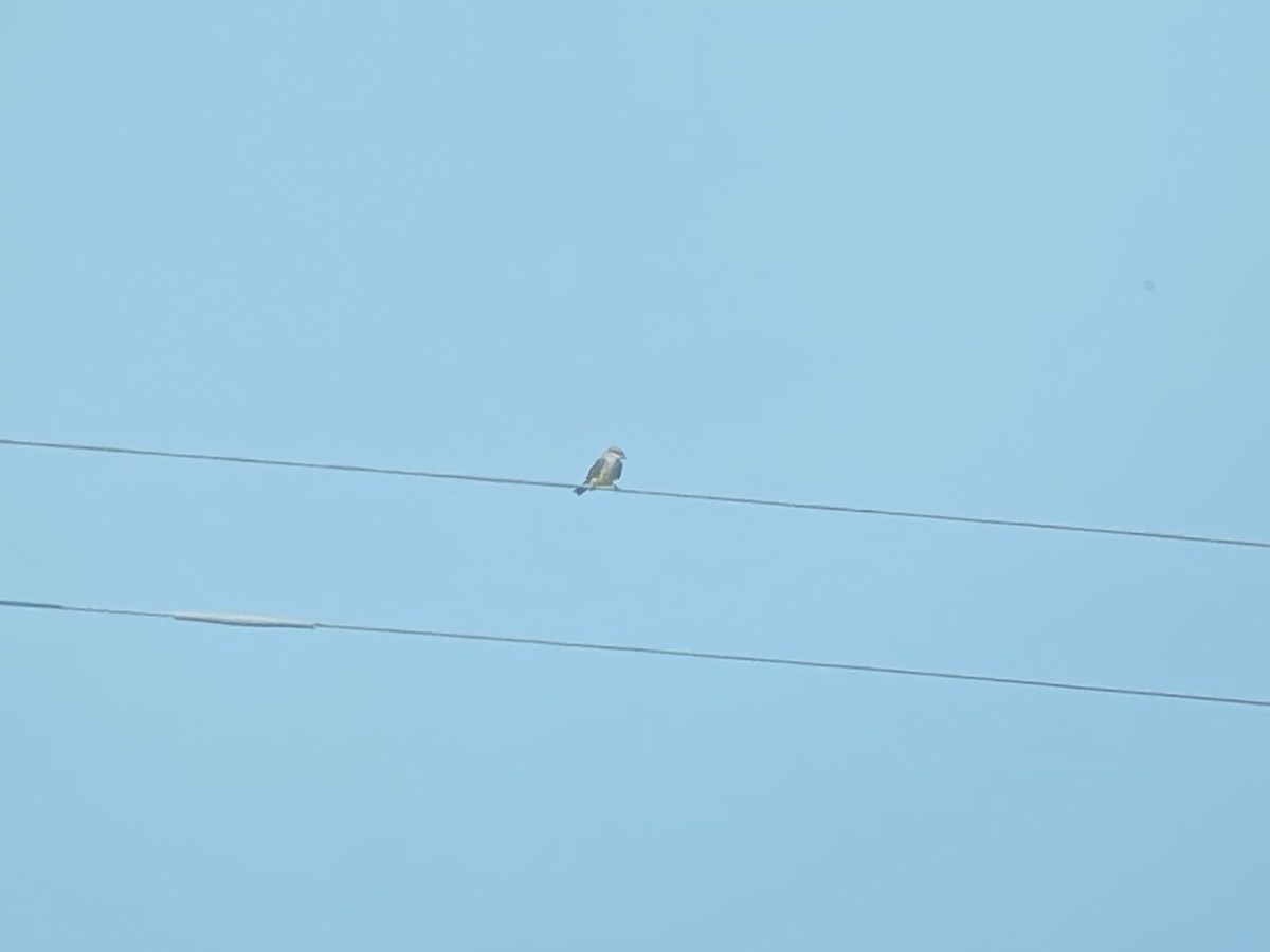 Western Kingbird - David Simpson