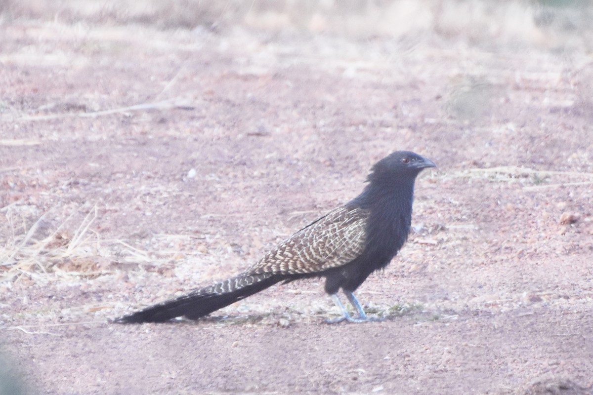 Pheasant Coucal - ML625252863