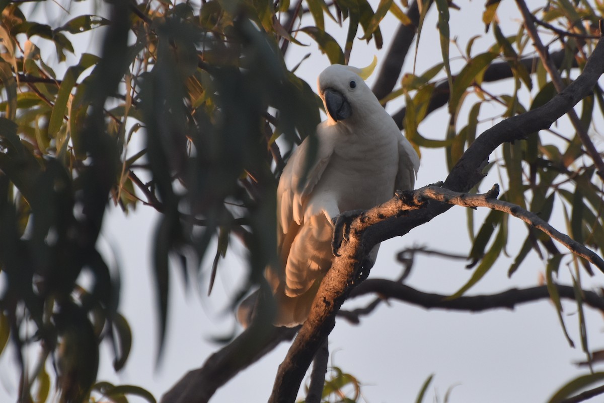 Sulphur-crested Cockatoo - ML625252876