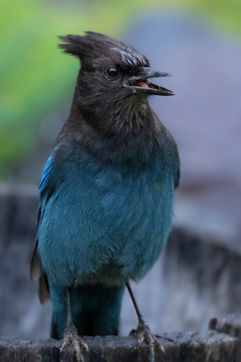 Steller's Jay - ML625252931