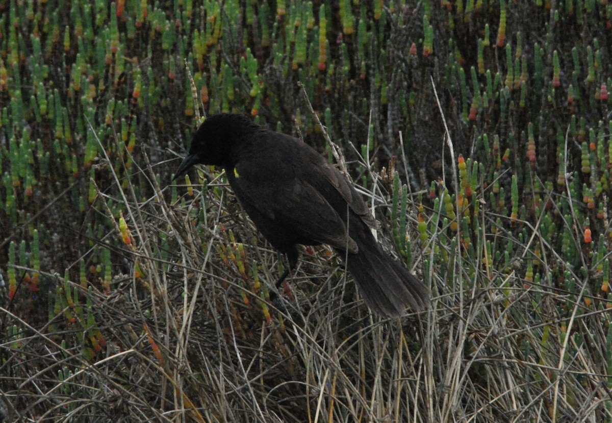 Yellow-winged Blackbird - ML625252946