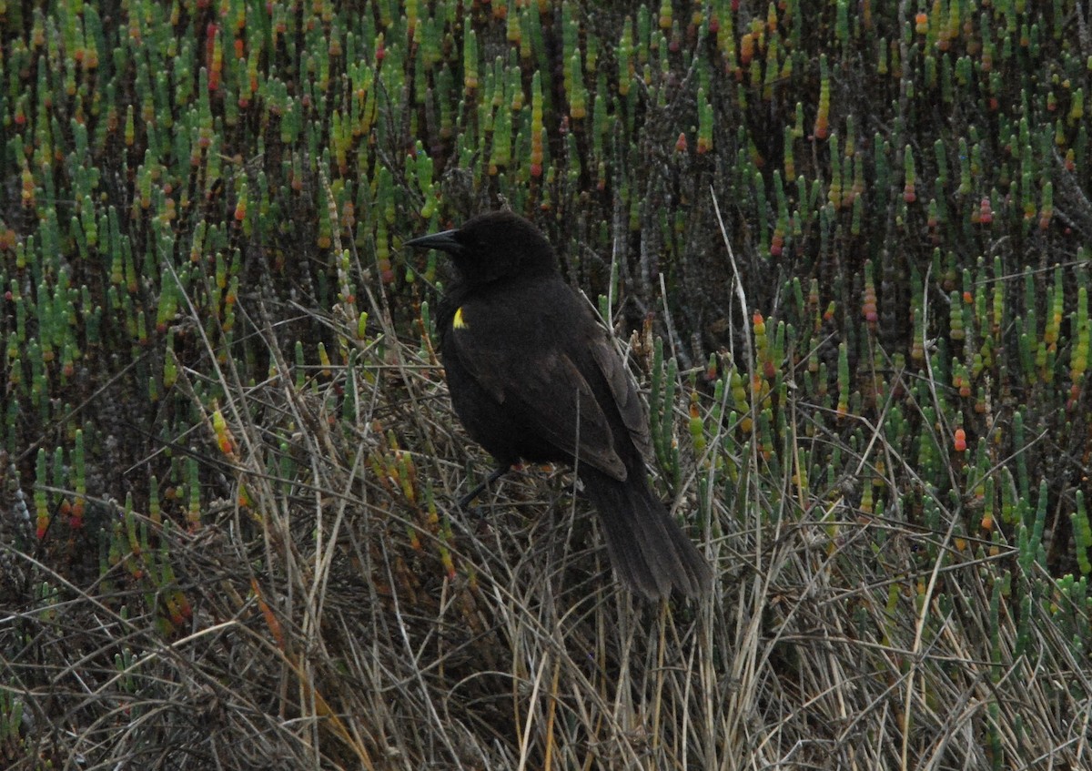 Yellow-winged Blackbird - ML625252947