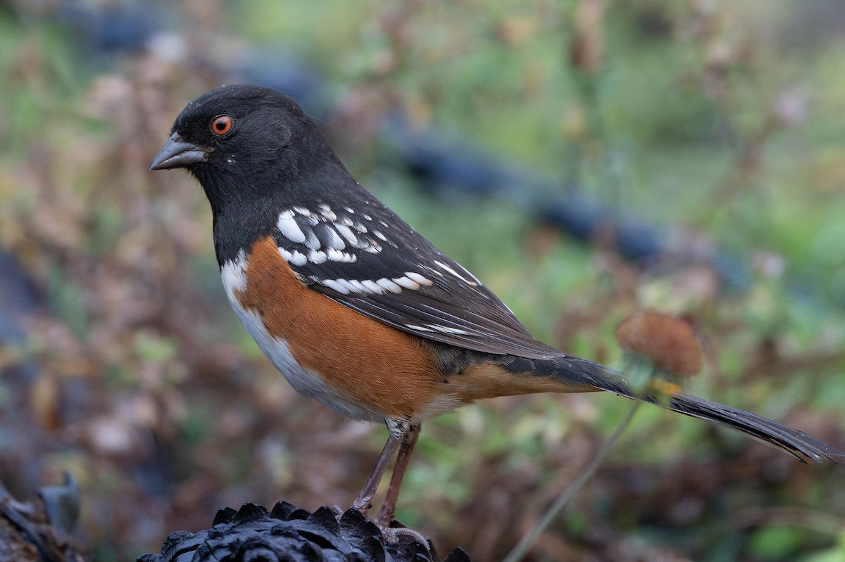 Spotted Towhee - ML625252952