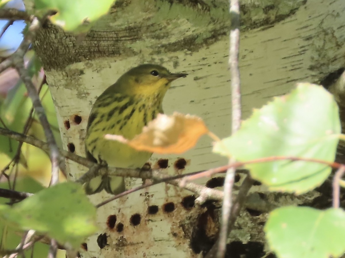 Cape May Warbler - ML625252953