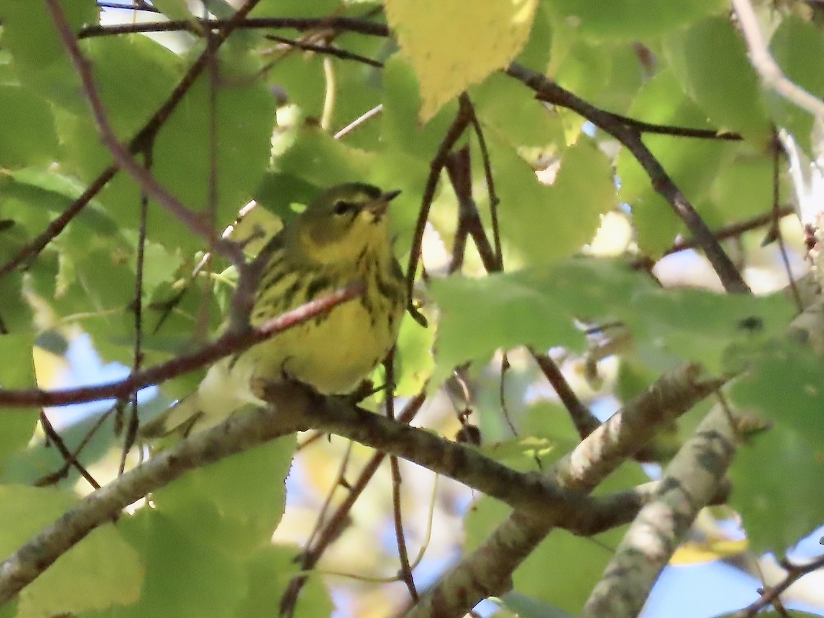 Cape May Warbler - ML625252954