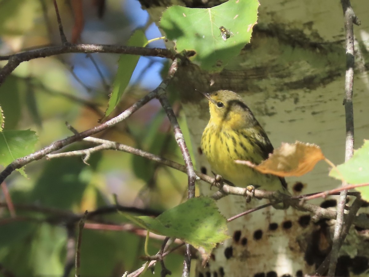 Cape May Warbler - ML625252955