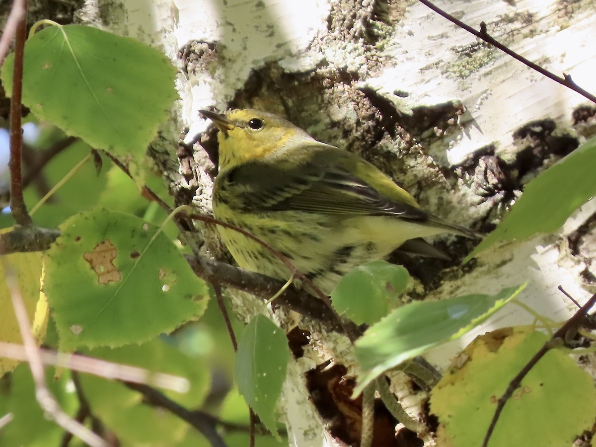 Cape May Warbler - ML625252956