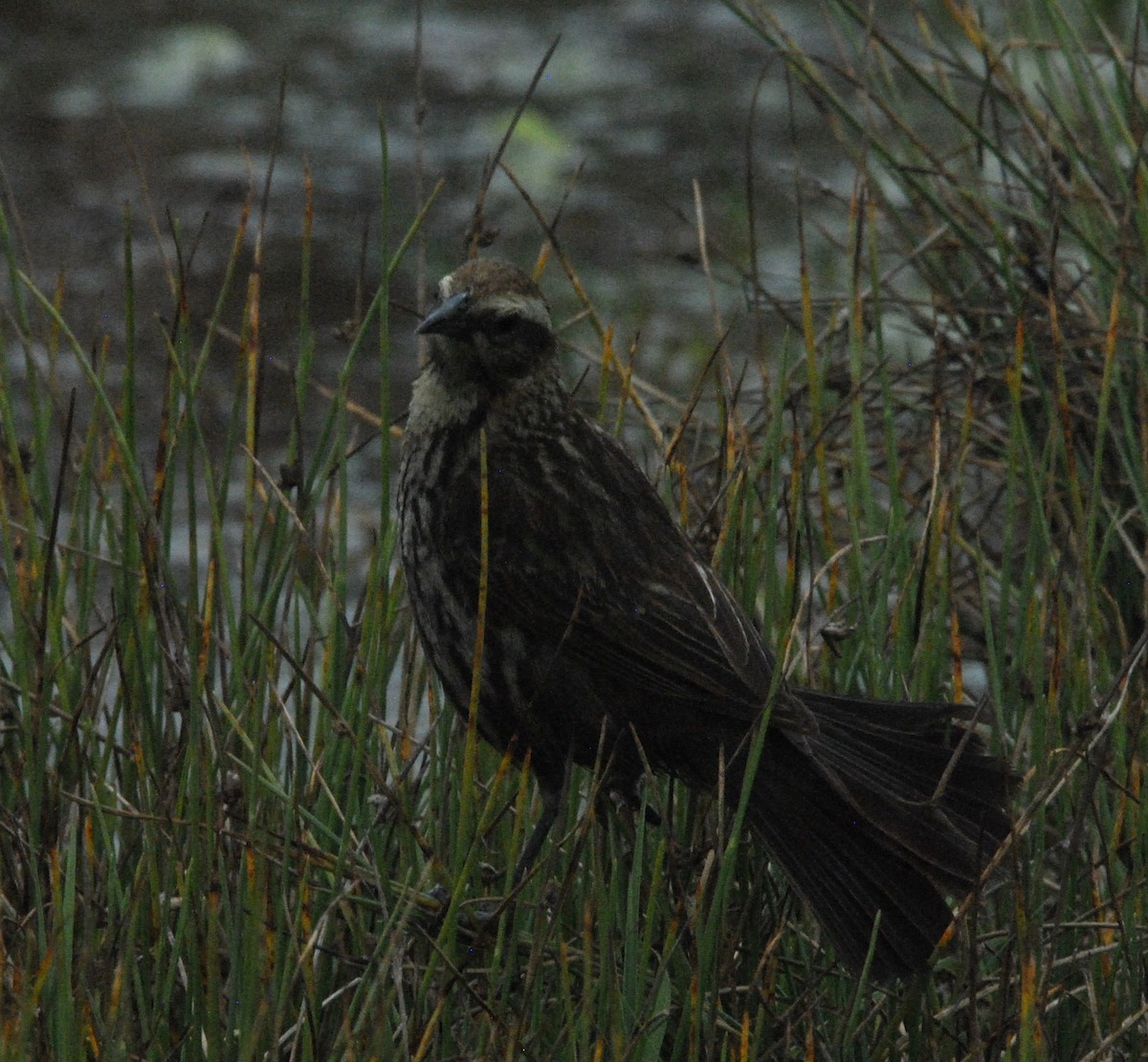 Yellow-winged Blackbird - ML625252970