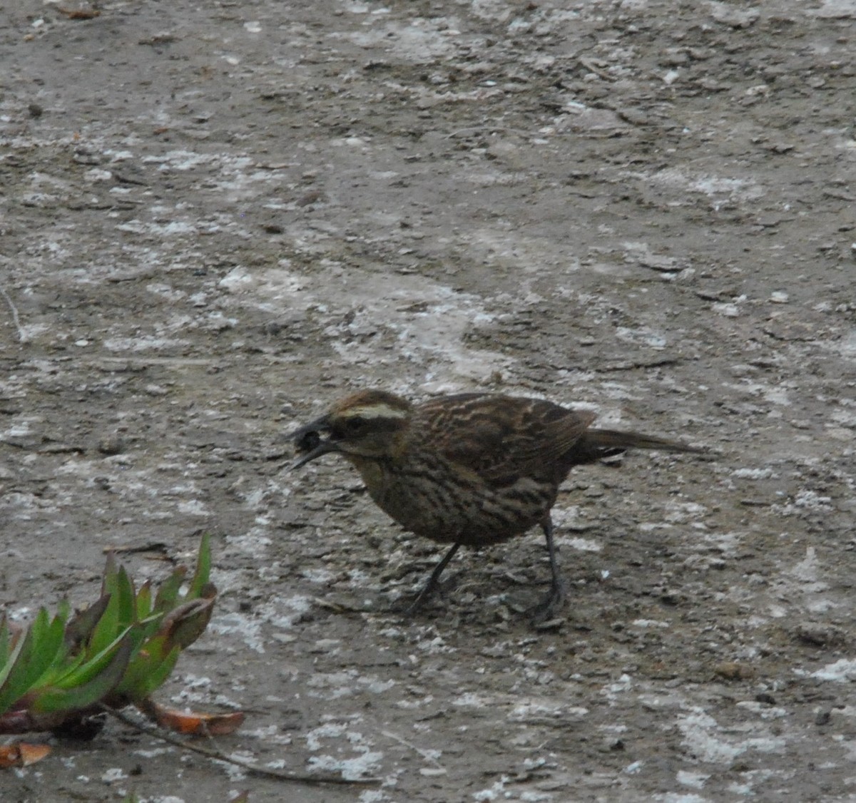 Yellow-winged Blackbird - ML625252971