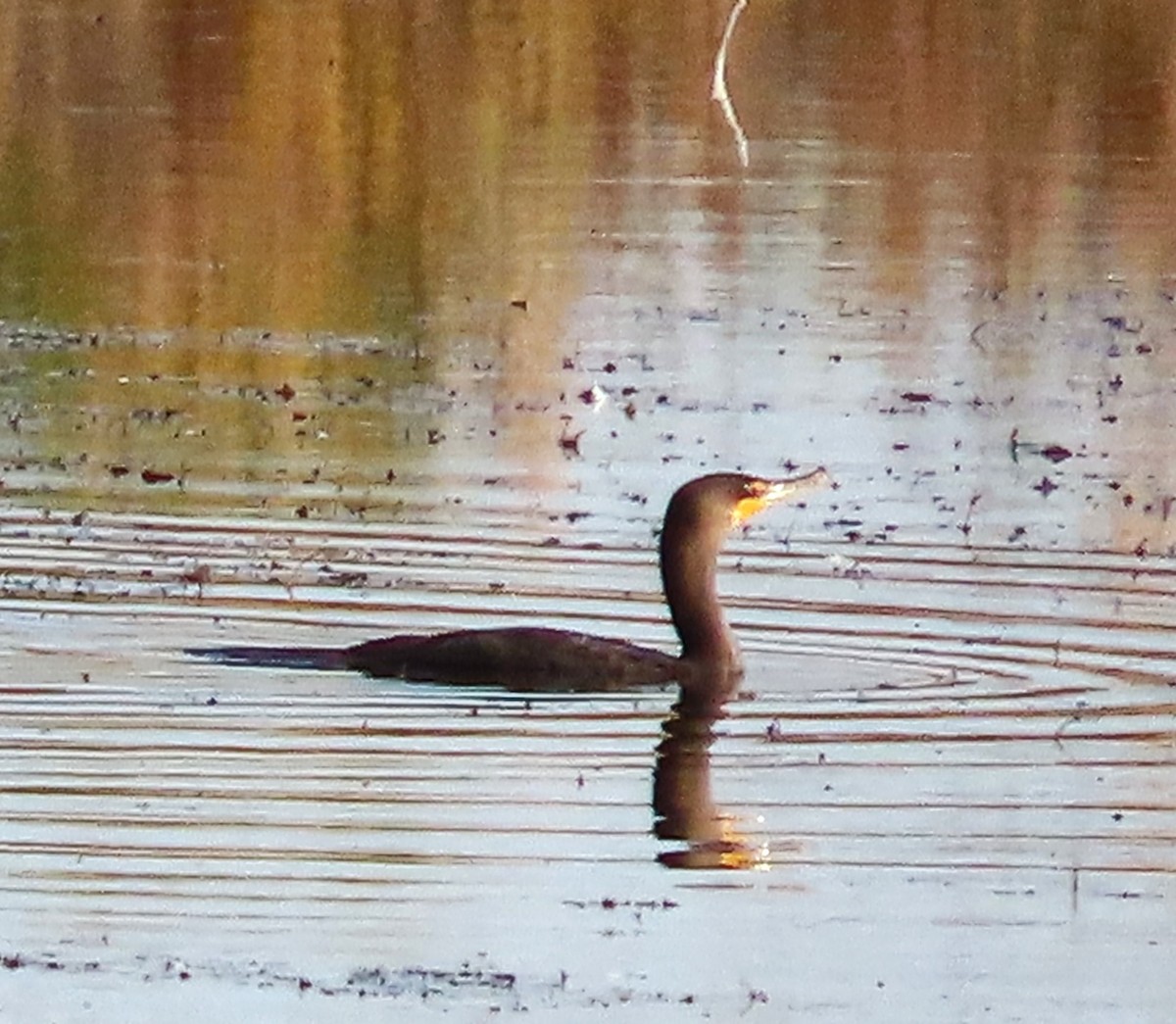 Cormoran à aigrettes - ML625253069