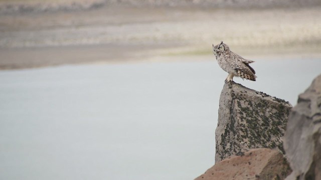 Lesser Horned Owl - ML625253160