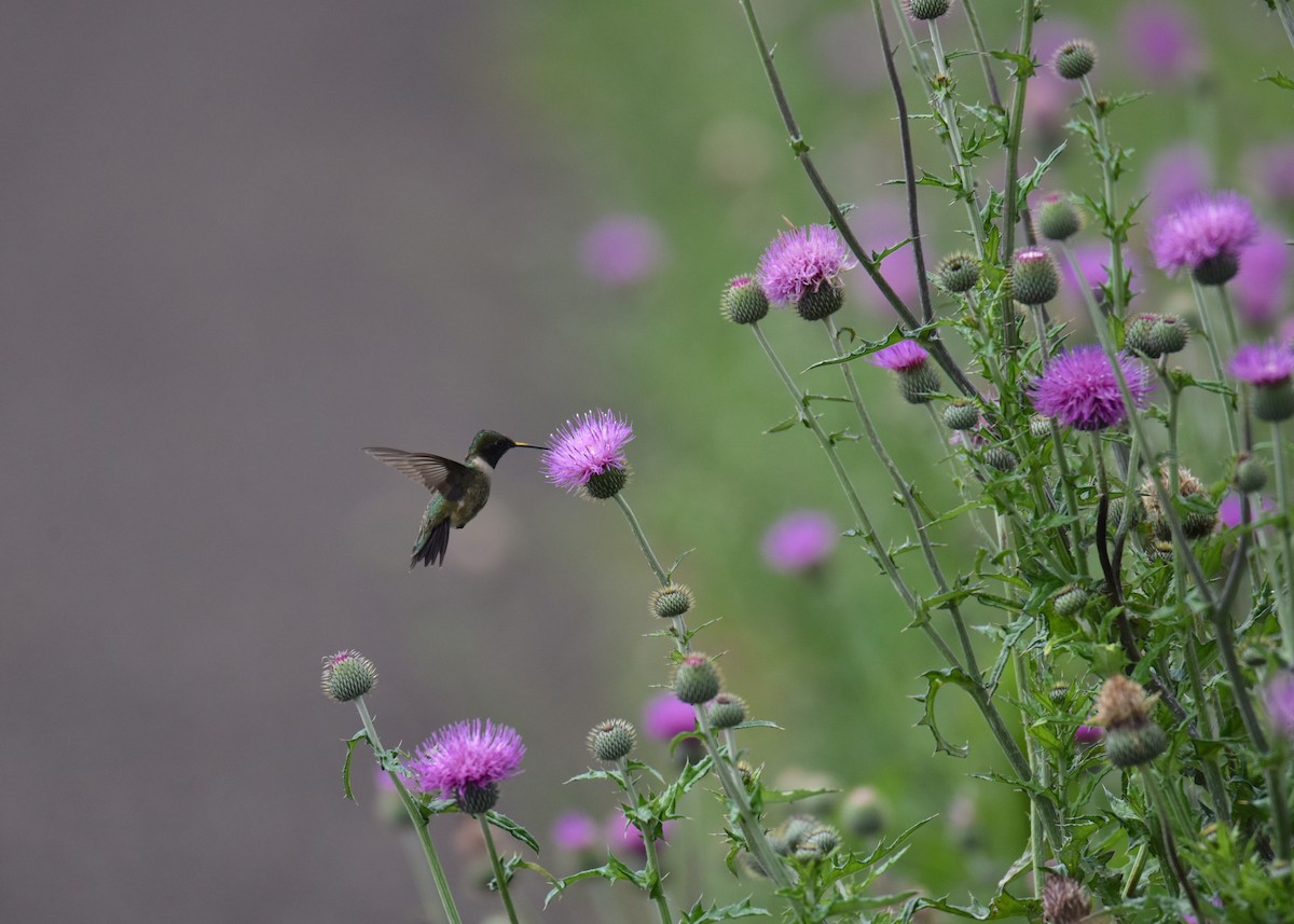 Black-chinned Hummingbird - ML625253246