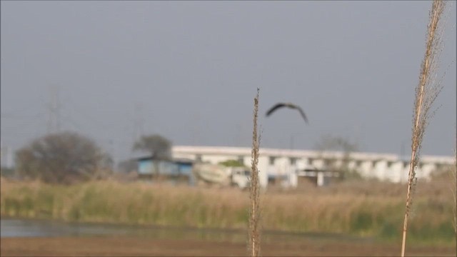 Western Marsh Harrier - ML625253256