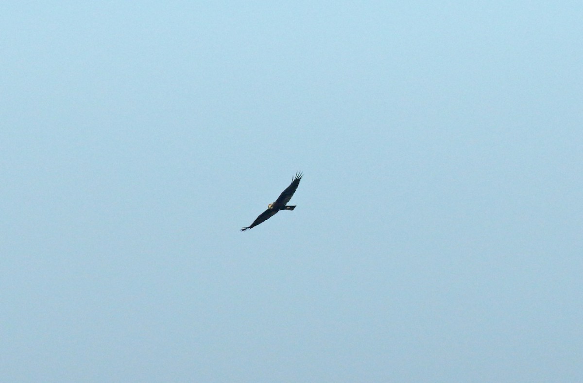 Western Marsh Harrier - ML625253259