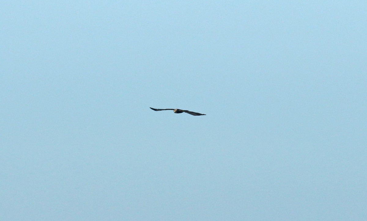 Western Marsh Harrier - ML625253261