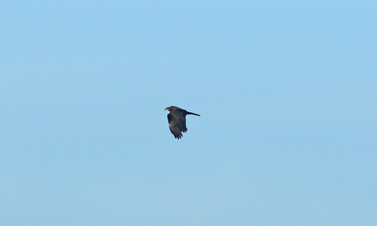 Western Marsh Harrier - ML625253262