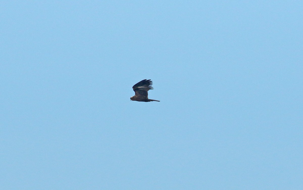 Western Marsh Harrier - ML625253263