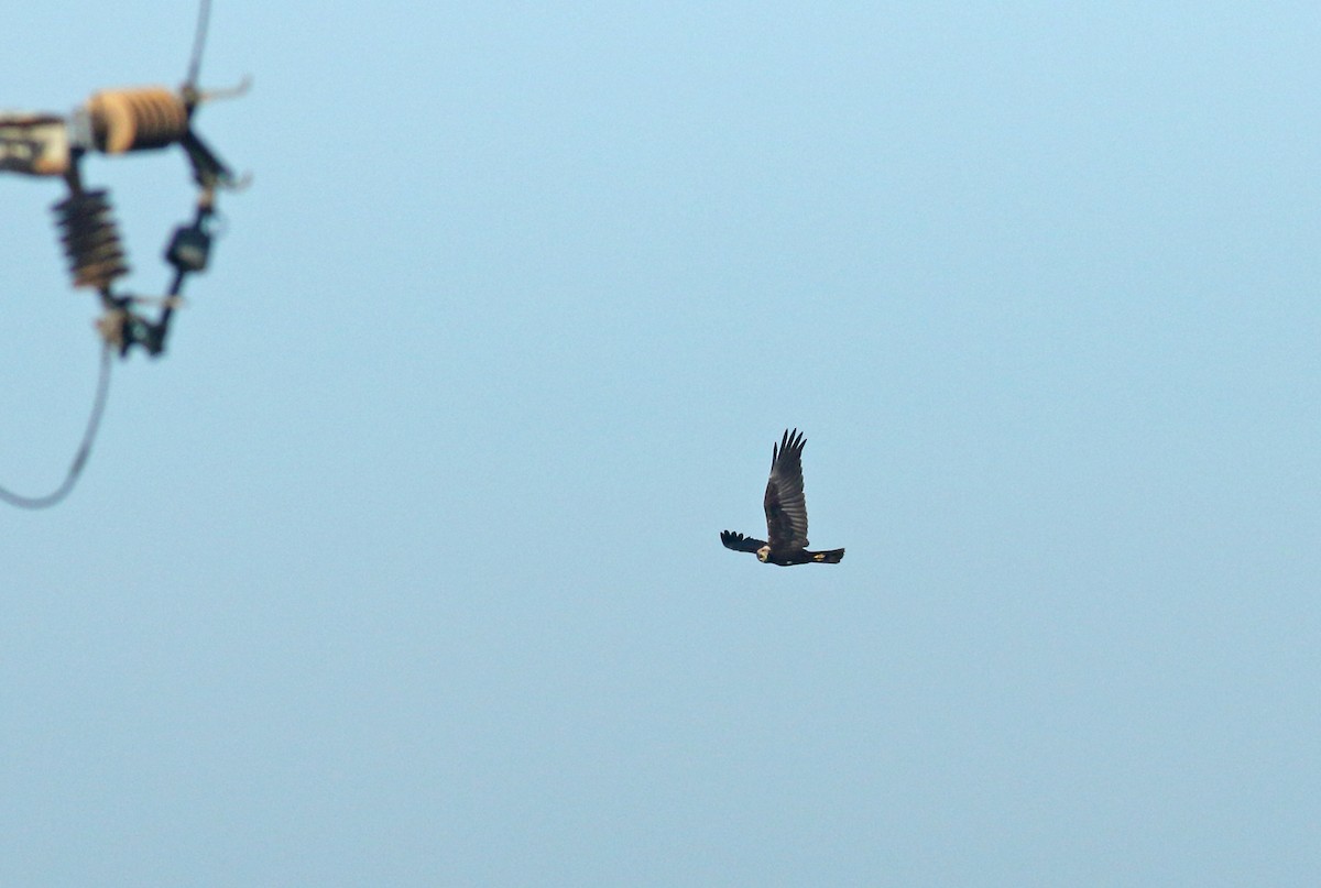 Western Marsh Harrier - ML625253264